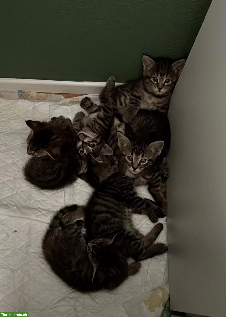 Bild 2: 6 süsse Maine Coon x Norwegisch Waldkatzen Mix Kitten