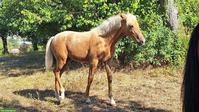 Wunderschönes Gangpferd Palomino-Stute