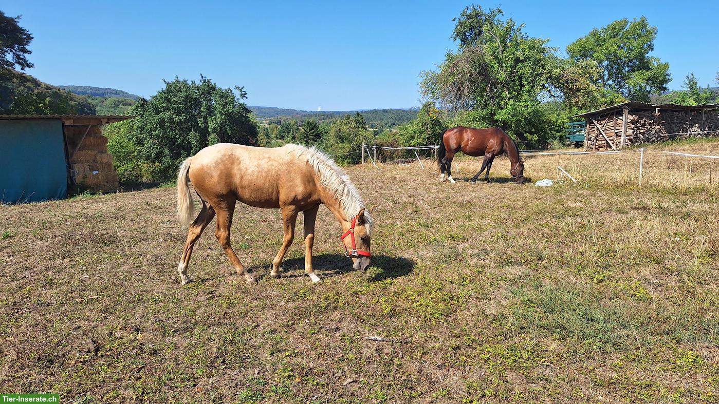 Bild 2: Wunderschönes Gangpferd Palomino-Stute