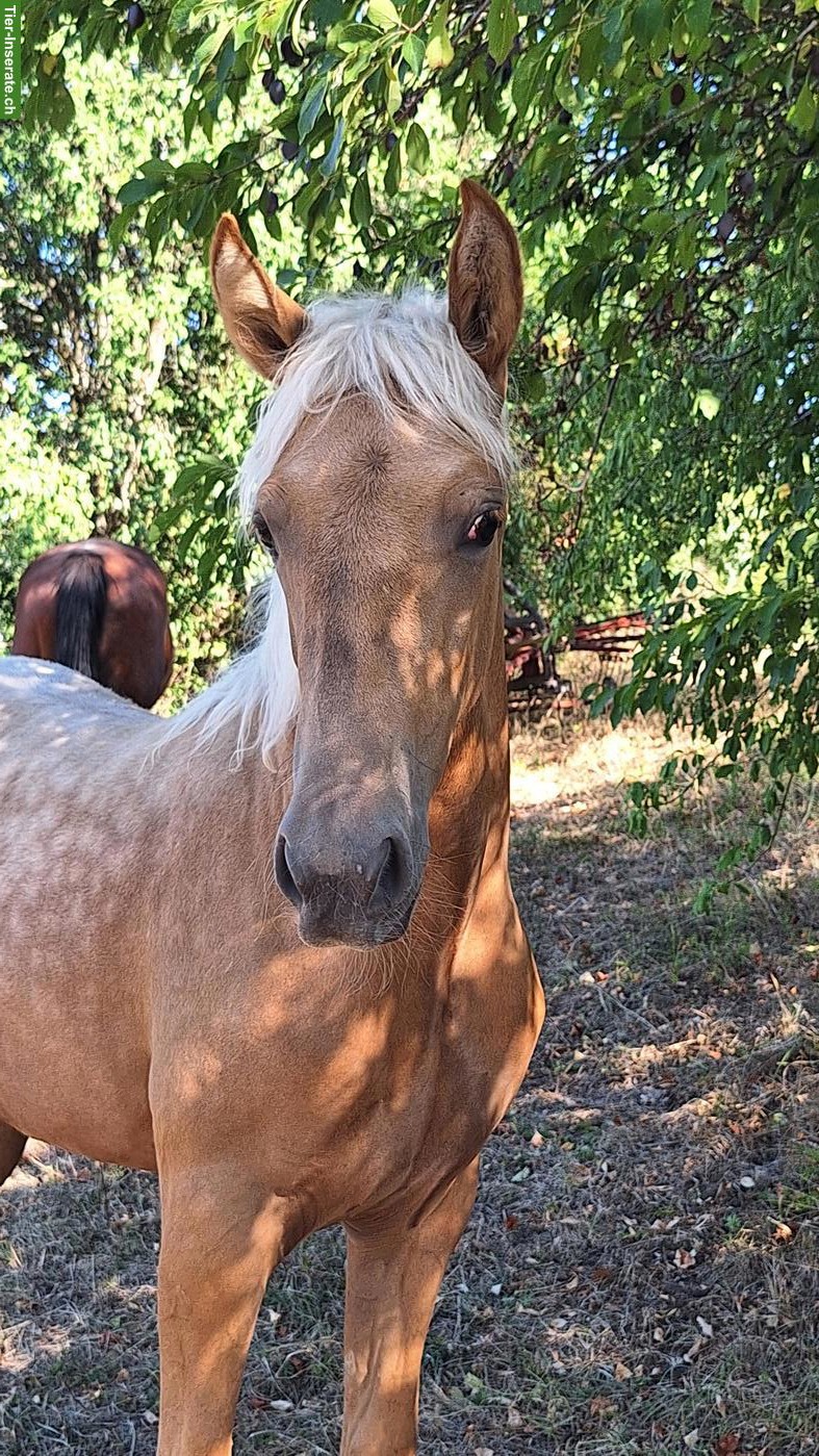 Bild 3: Wunderschönes Gangpferd Palomino-Stute
