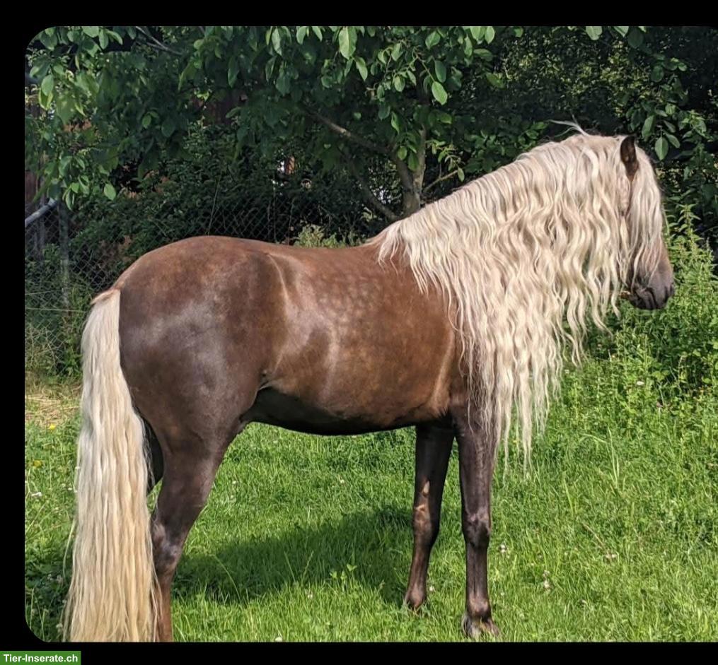 Bild 4: Wunderschönes Gangpferd Palomino-Stute