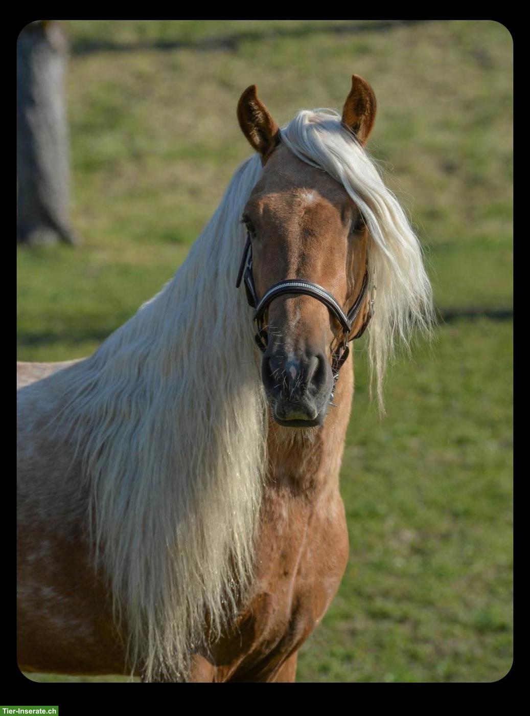 Bild 5: Wunderschönes Gangpferd Palomino-Stute