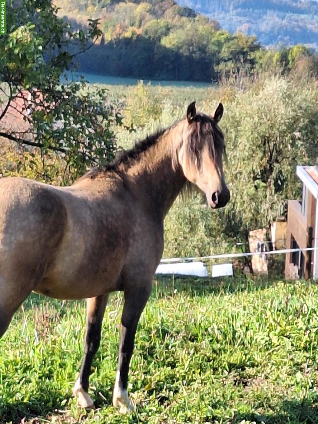 Bild 6: Wunderschönes Gangpferd Palomino-Stute