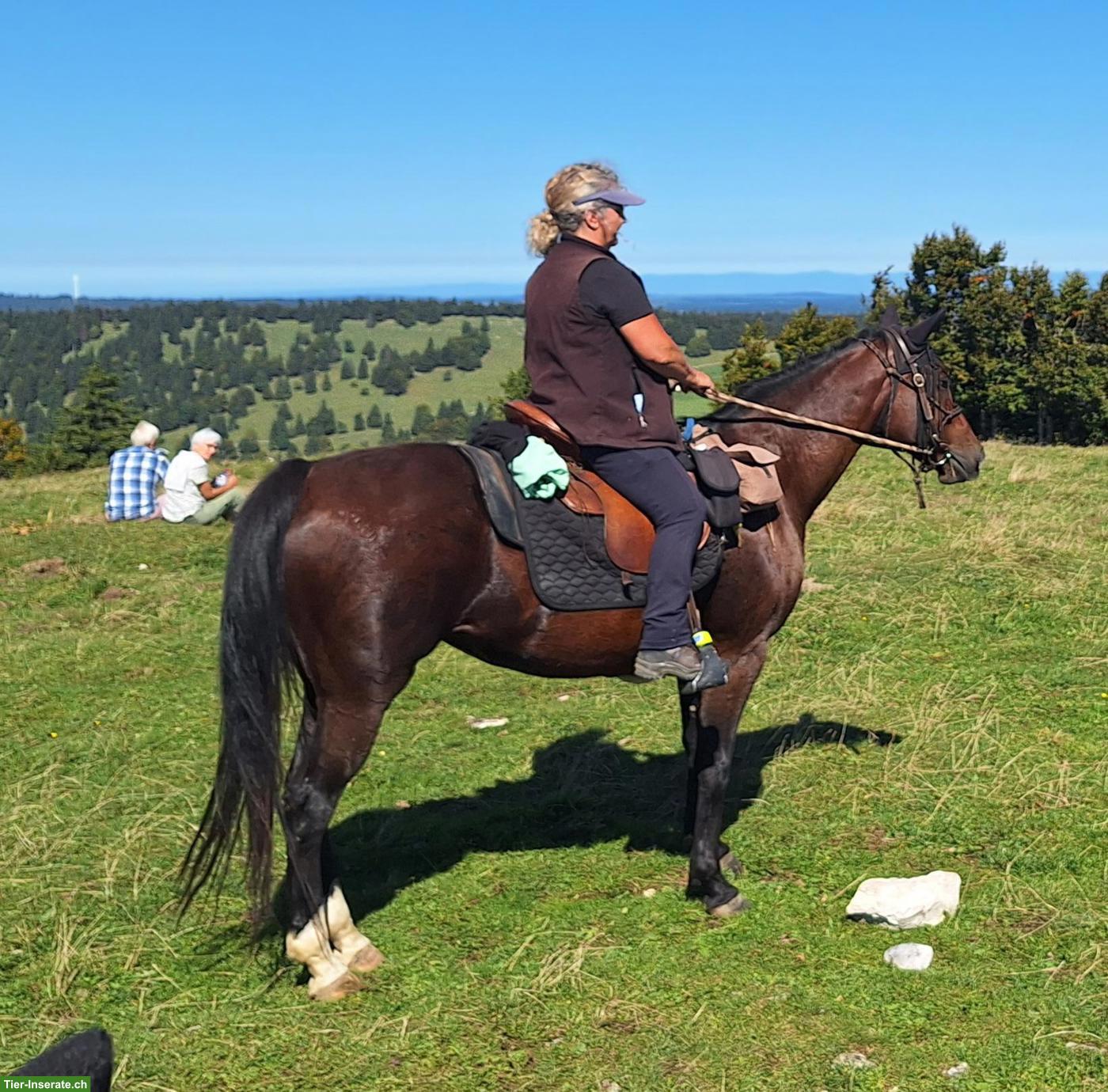 Bild 7: Wunderschönes Gangpferd Palomino-Stute