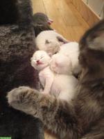 Sibirische Kitten suchen liebevolles Zuhause 🐾