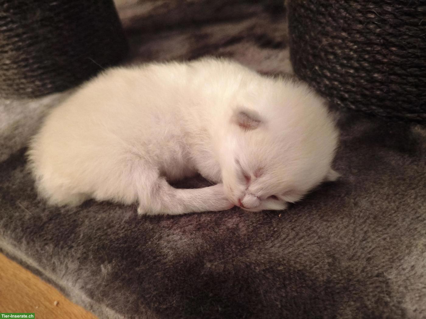 Bild 3: Sibirische Kitten suchen liebevolles Zuhause 🐾