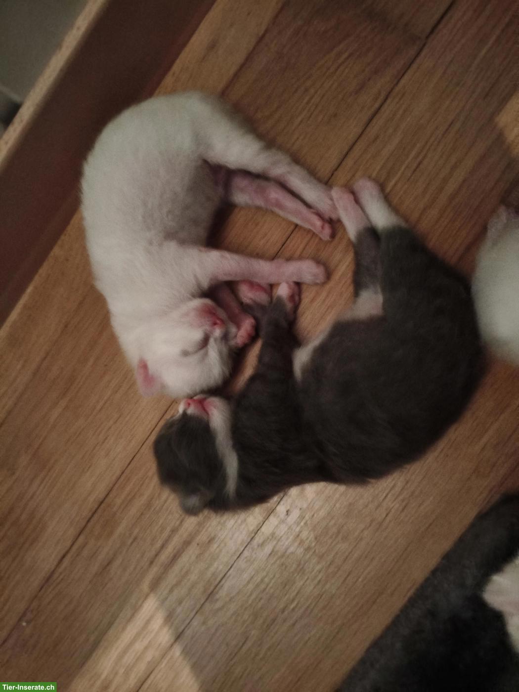 Bild 4: Sibirische Kitten suchen liebevolles Zuhause 🐾