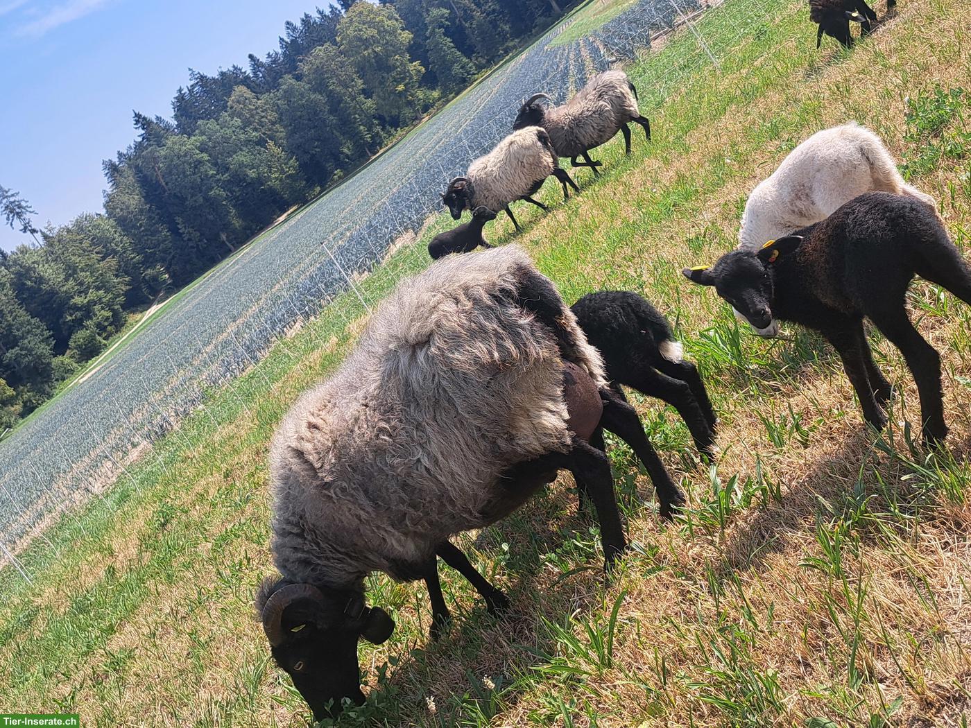 Heidschnucken Auen mit Lamm