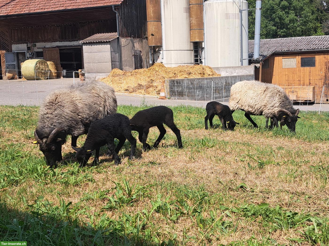 Bild 2: Heidschnucken Auen mit Lamm