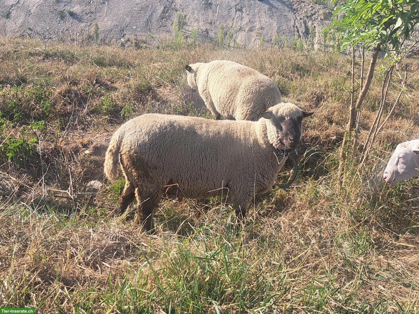 Shropshire Widder, Herdbuch, Zuchtbock