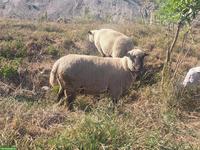 Shropshire Widder, Herdbuch, Zuchtbock