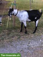 Braver Pfauenziegen-Bock, hornlos, zu verkaufen