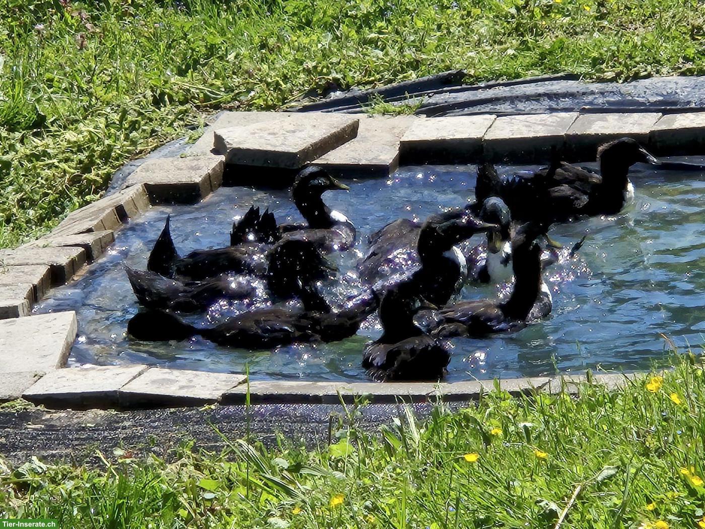Bild 2: Pommernenten, schwarz