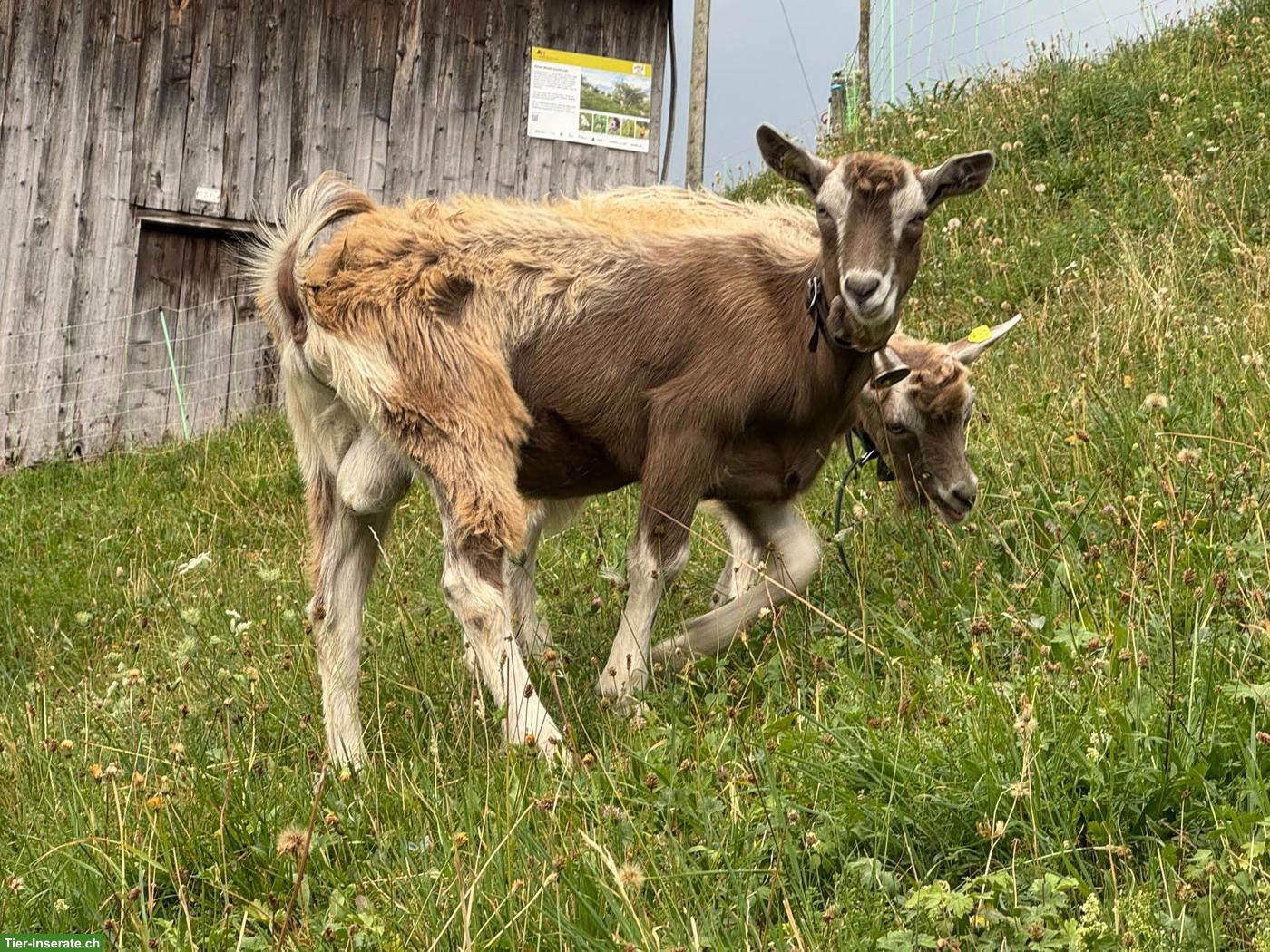 Junger Toggenburger Ziegenbock