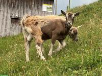 Junger Toggenburger Ziegenbock