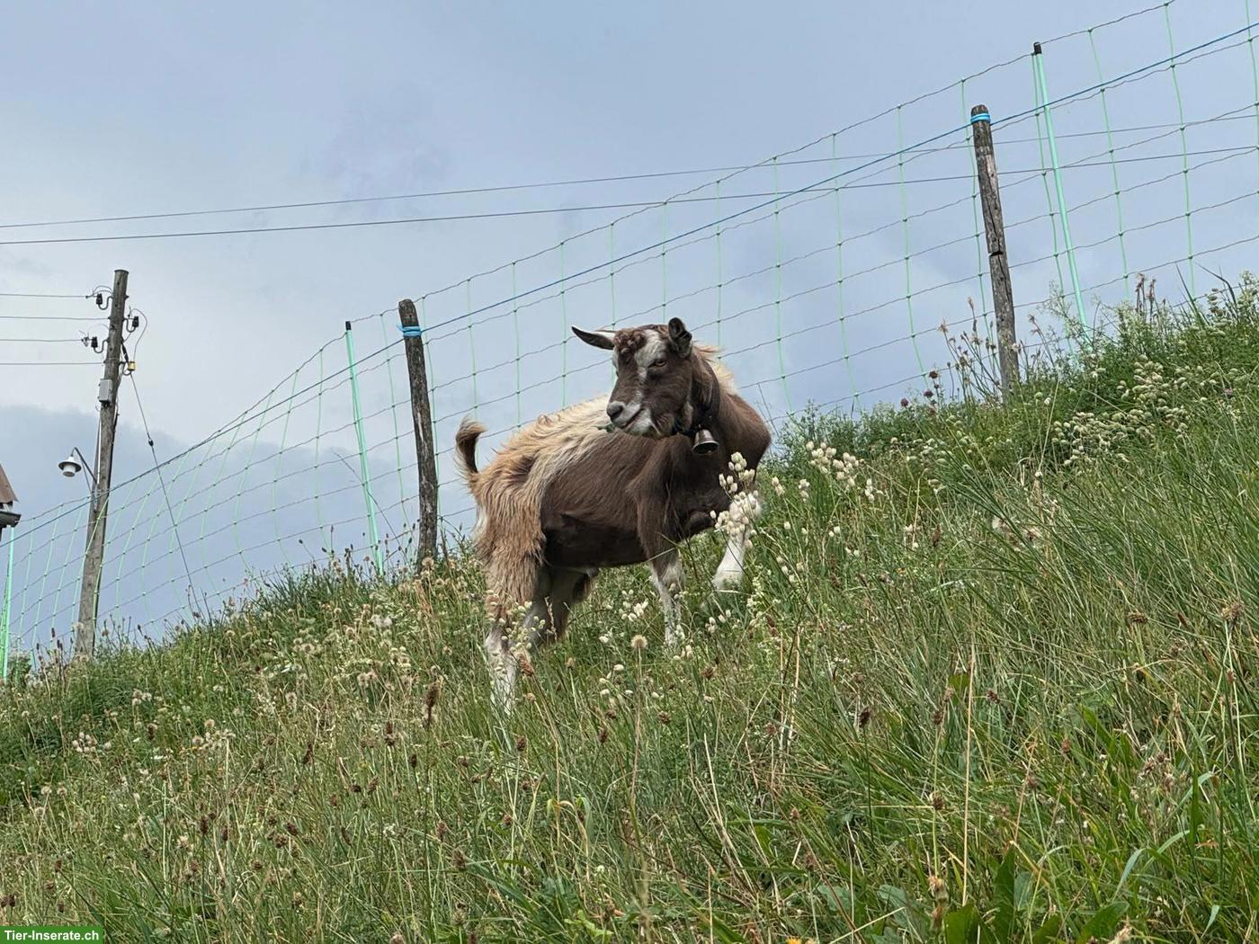 Bild 2: Junger Toggenburger Ziegenbock