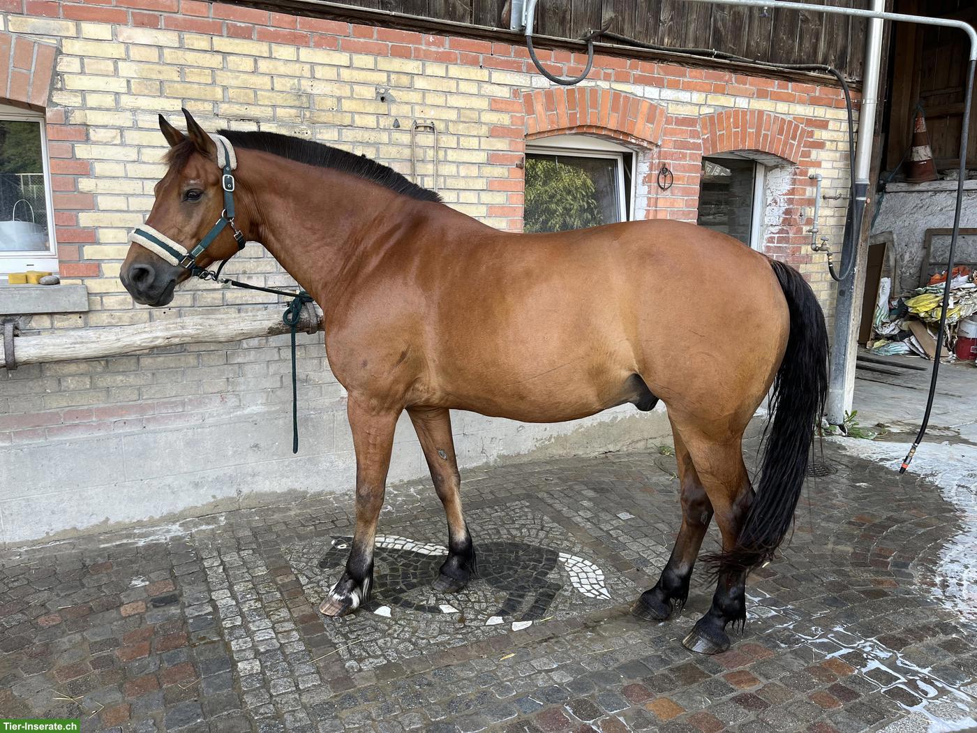 Reitbeteiligung für 18-jährigen Freiberger in Wangen ZH