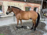 Reitbeteiligung für 18-jährigen Freiberger in Wangen ZH