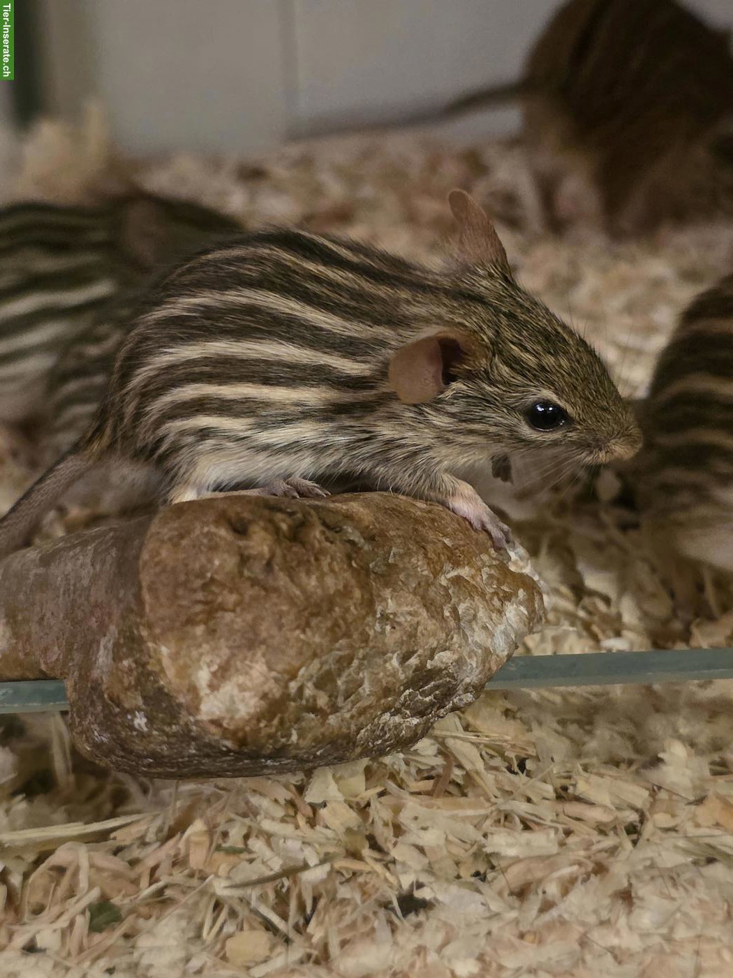 Bild 5: Afrikanische Streifengrasmäuse Jungtiere