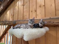 7-jährige Bengalkatzen (weiblich) zu verkaufen