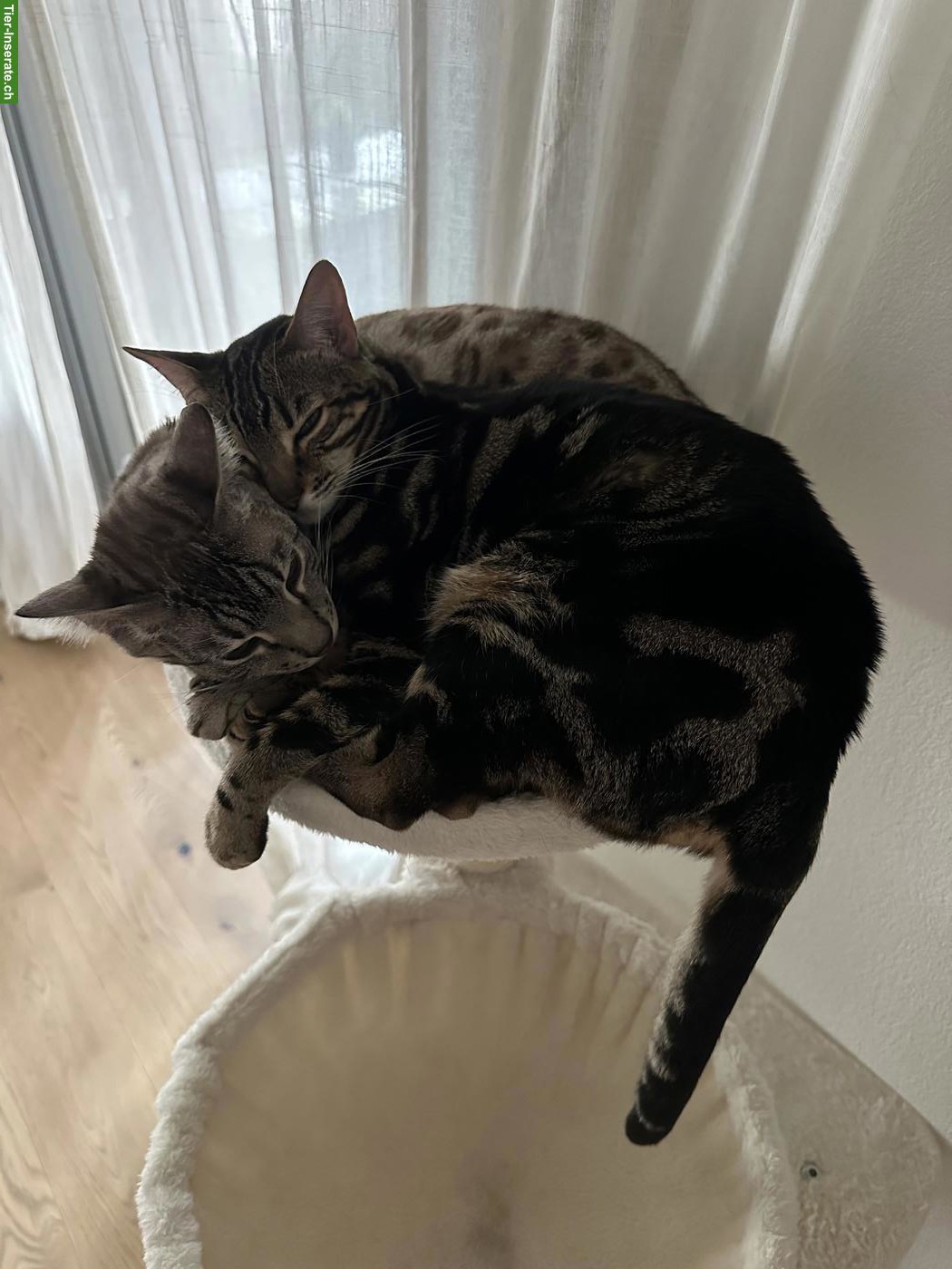 Bild 2: 7-jährige Bengalkatzen (weiblich) zu verkaufen