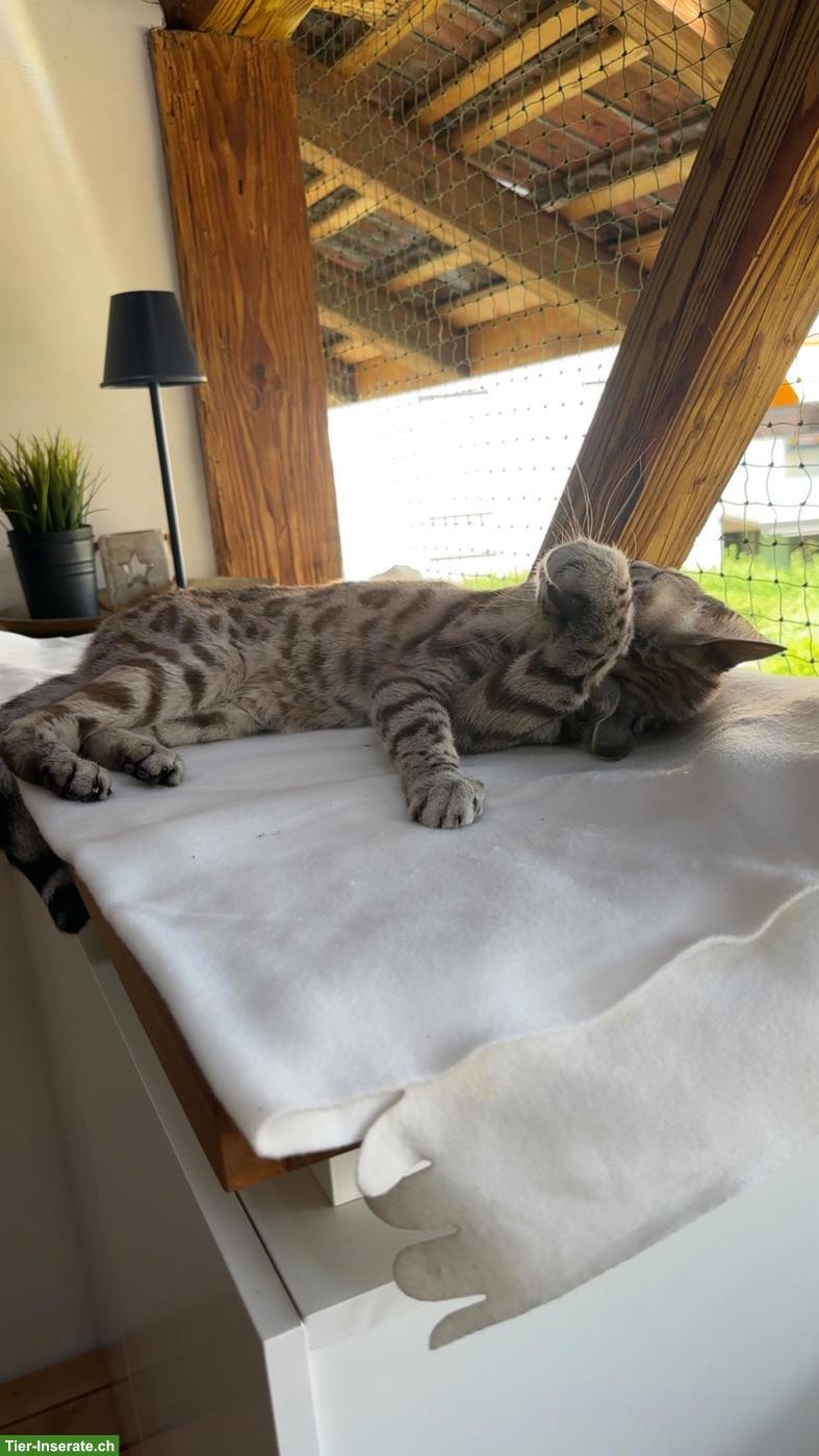 Bild 3: 7-jährige Bengalkatzen (weiblich) zu verkaufen