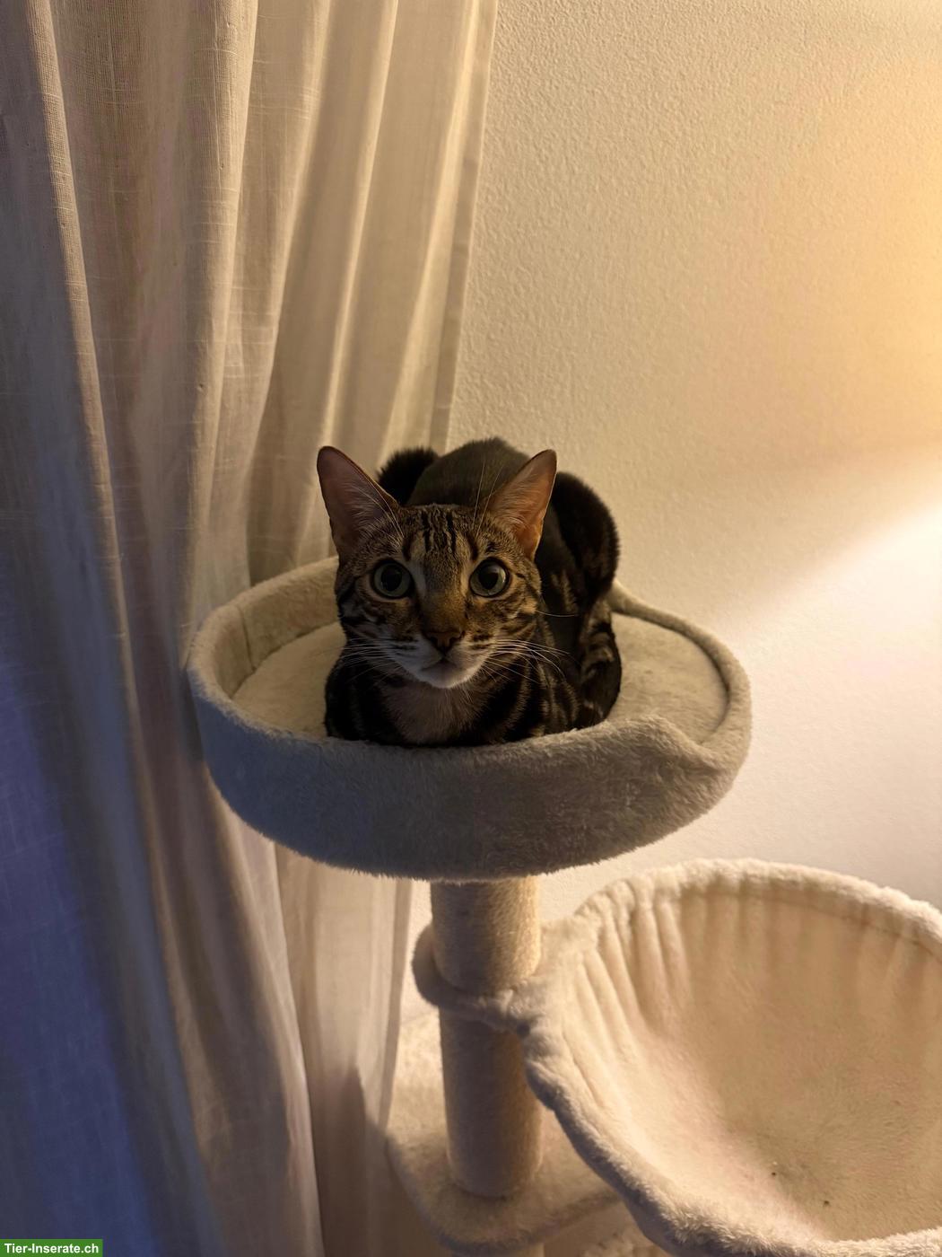 Bild 4: 7-jährige Bengalkatzen (weiblich) zu verkaufen