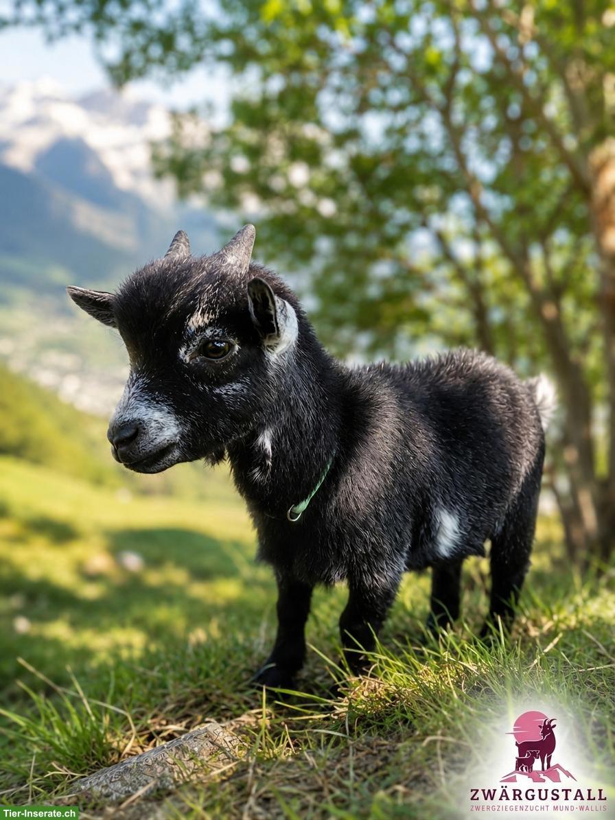 Schöner Zwergziegenbock zu verkaufen