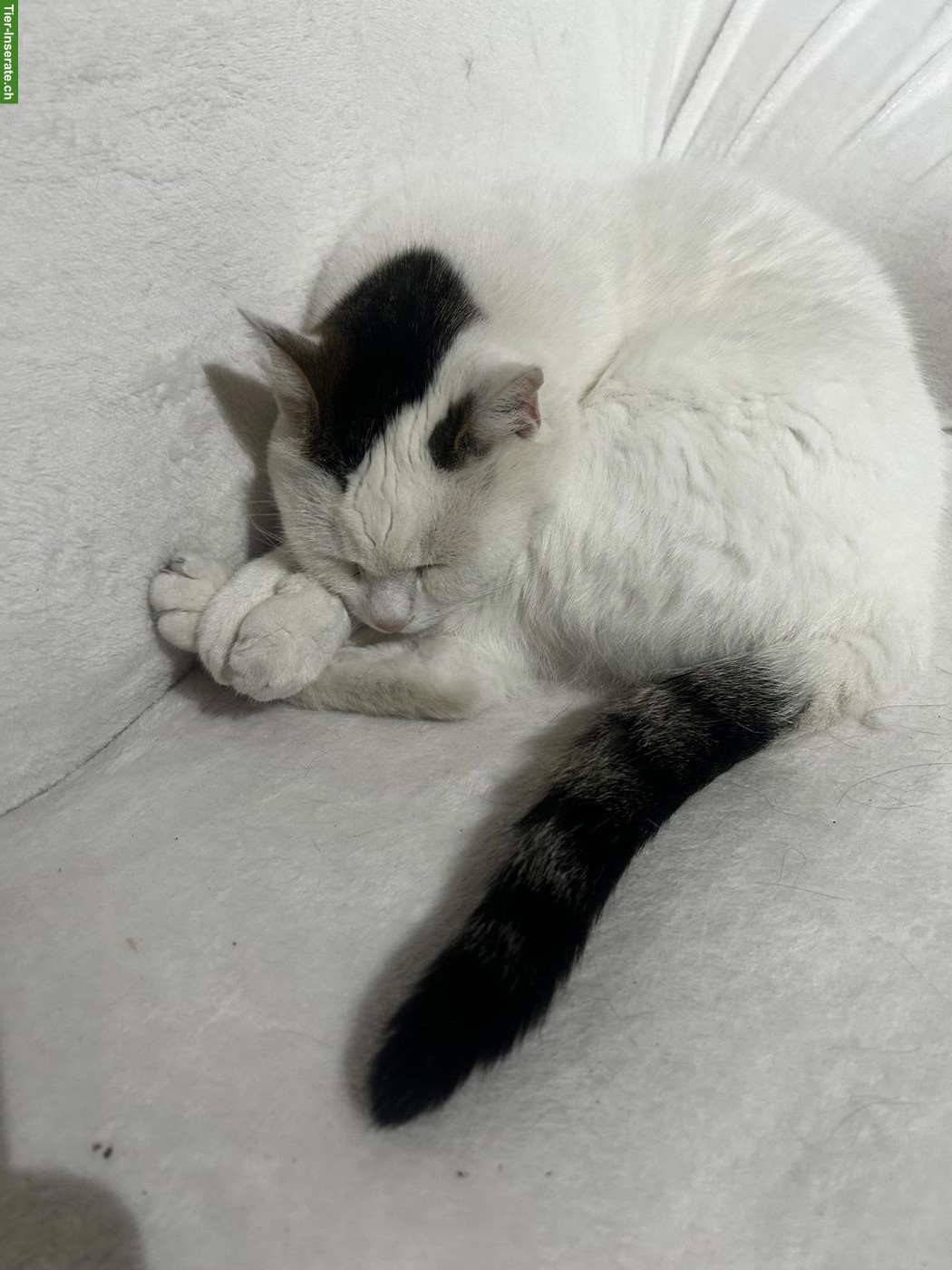 Katze Mascha sucht neues Familie