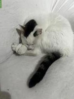 Katze Mascha sucht neues Familie