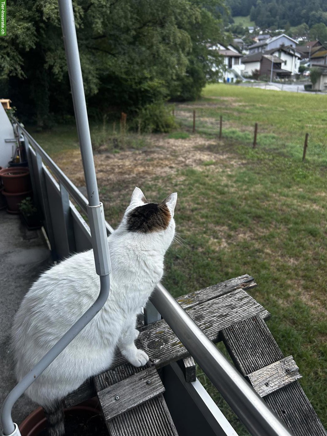 Bild 2: Katze Mascha sucht neues Familie