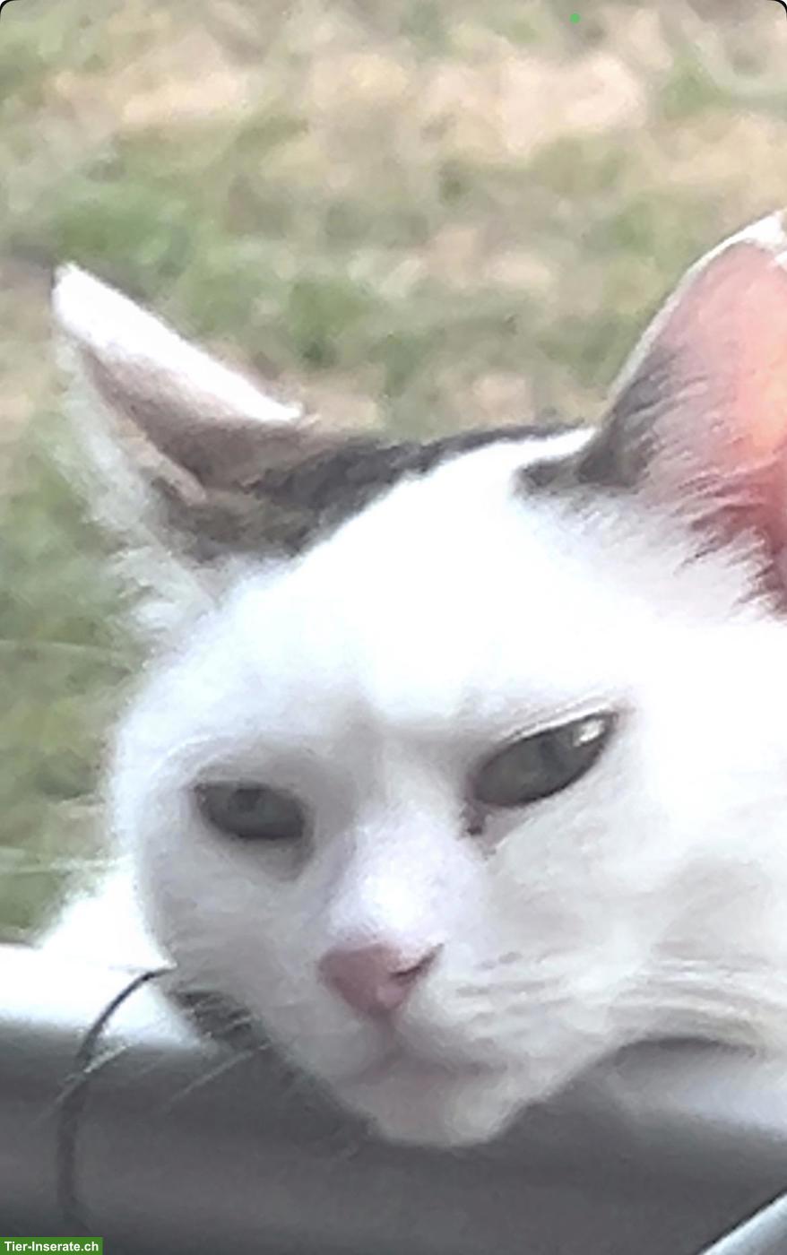 Bild 3: Katze Mascha sucht neues Familie