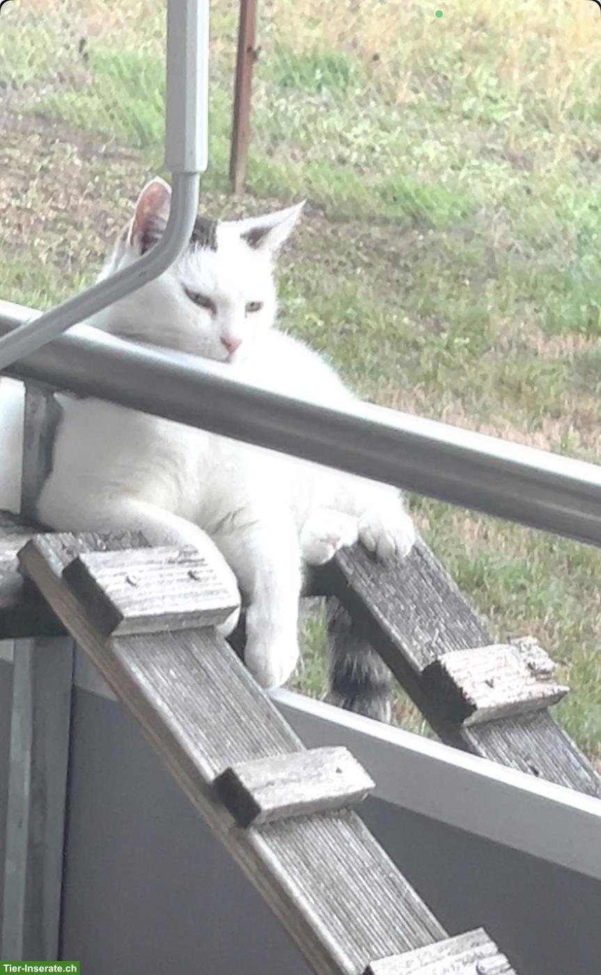Bild 4: Katze Mascha sucht neues Familie