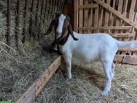 Schöner junger Burenziegenbock, sehr zutraulich