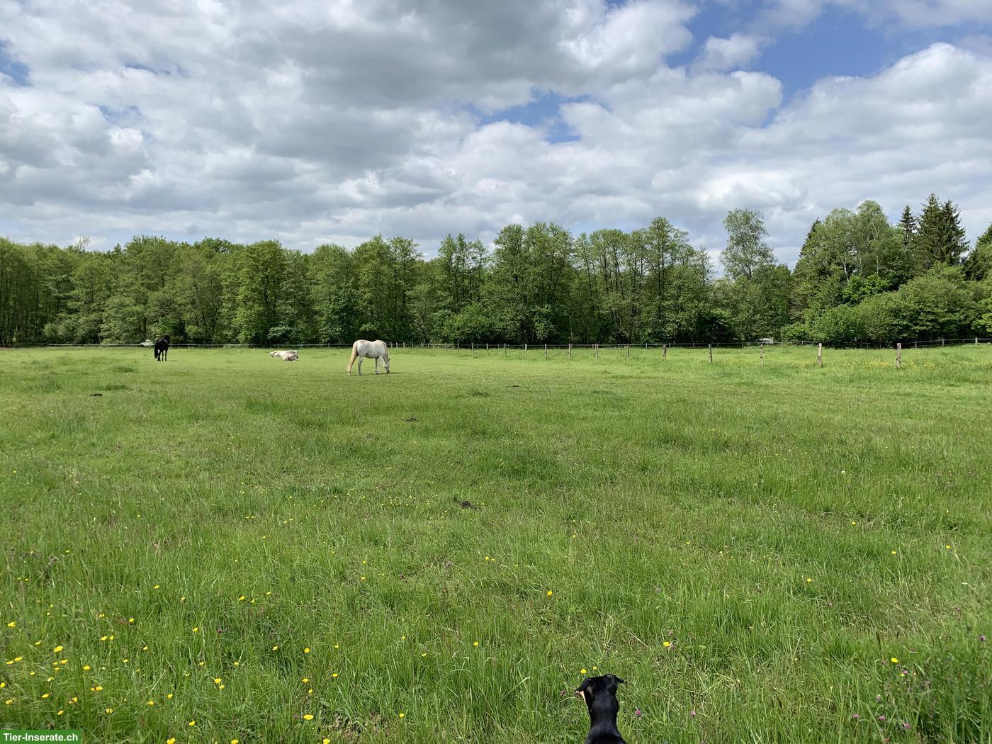 Weite Pferdeweide, Altersweide, 40 Min. von der Schweiz