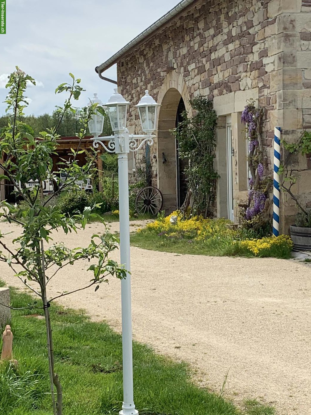 Bild 8: Weite Pferdeweide, Altersweide, 40 Min. von der Schweiz