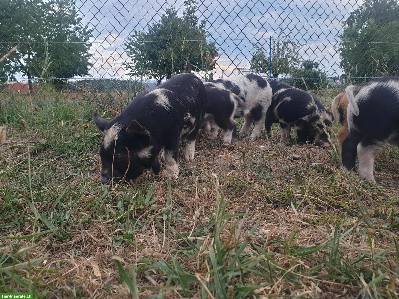 Kune Kune Ferkel abzugeben