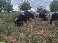 Kune Kune Ferkel abzugeben