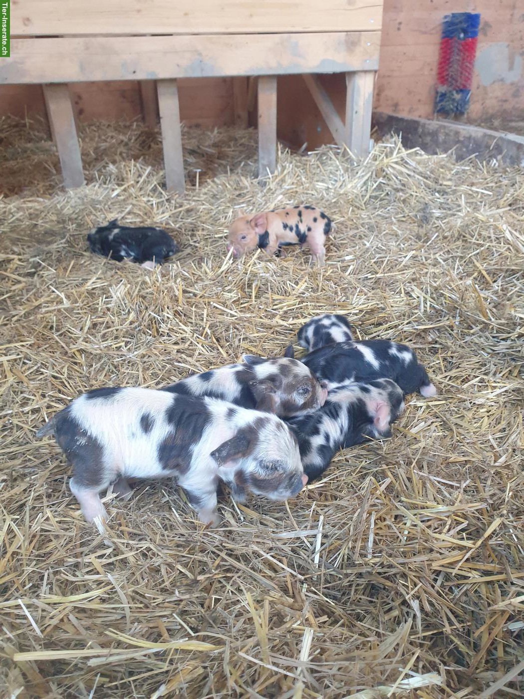 Bild 2: Kune Kune Ferkel abzugeben