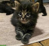 Liebevolle Maine Coon Mix Kätzchen