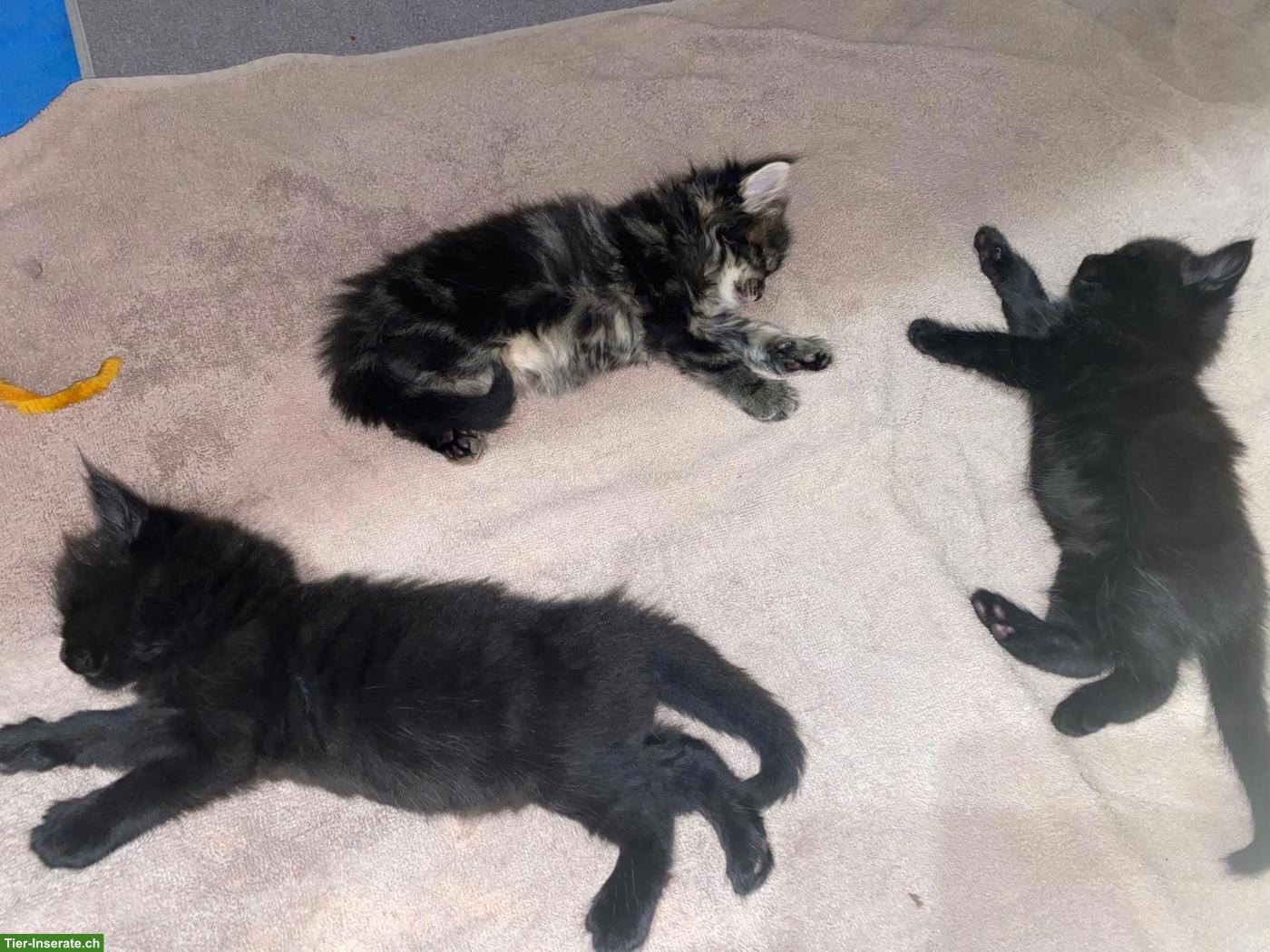 Bild 2: Liebevolle Maine Coon Mix Kätzchen