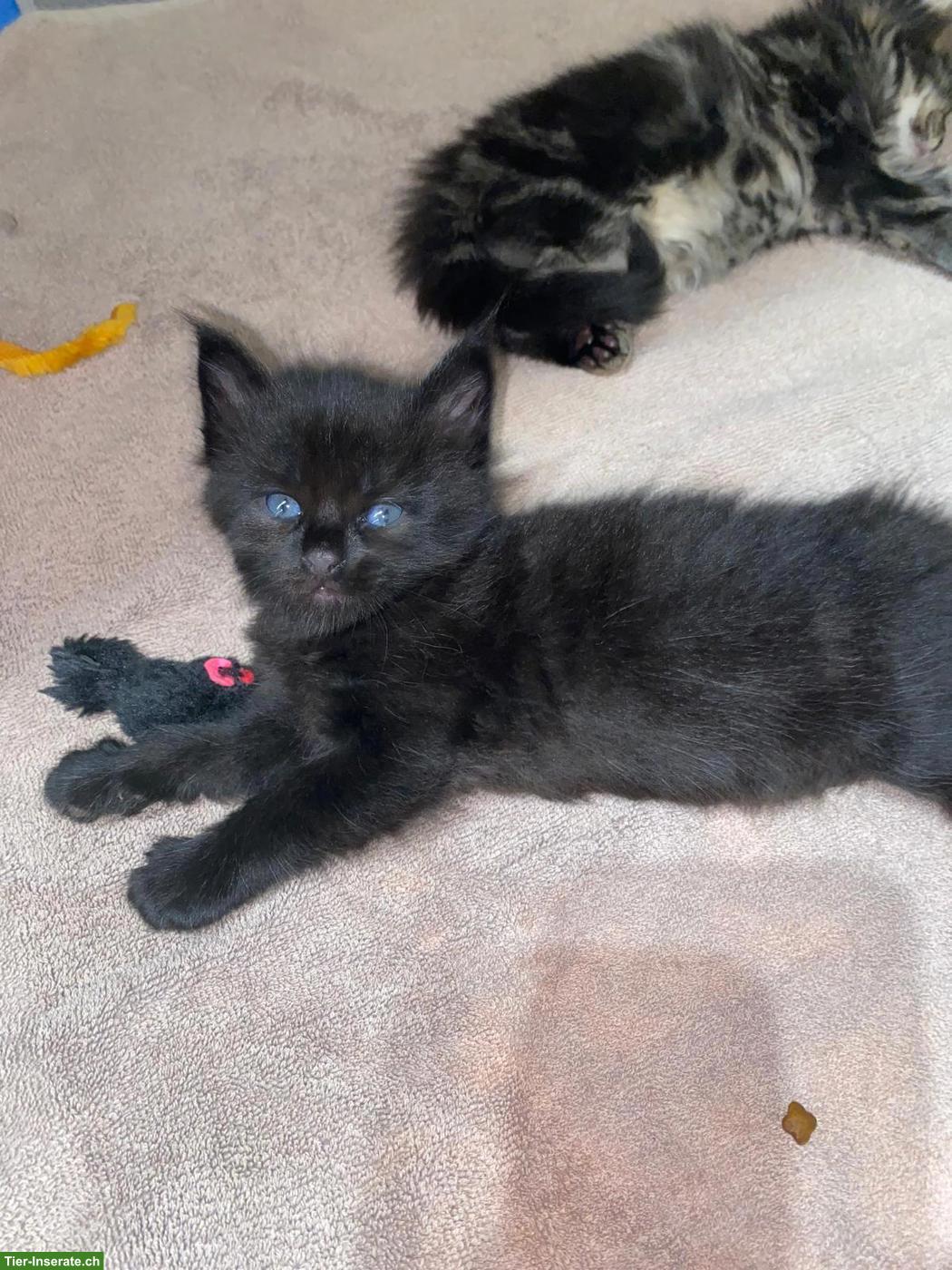 Bild 3: Liebevolle Maine Coon Mix Kätzchen
