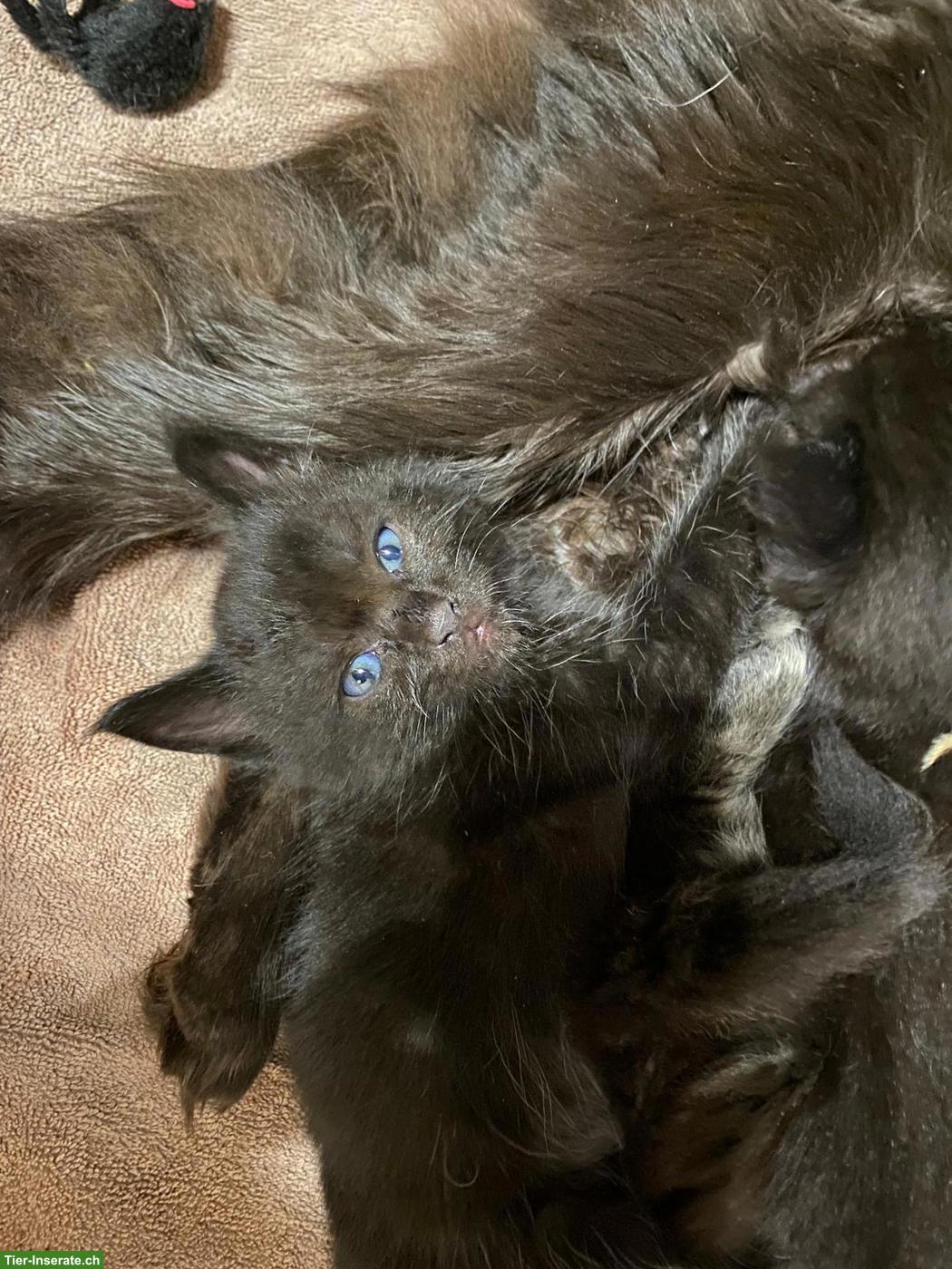 Bild 4: Liebevolle Maine Coon Mix Kätzchen