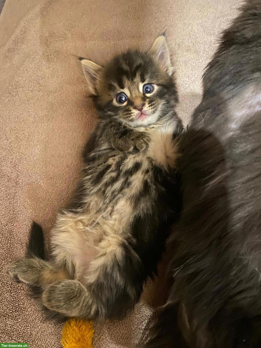 Bild 5: Liebevolle Maine Coon Mix Kätzchen