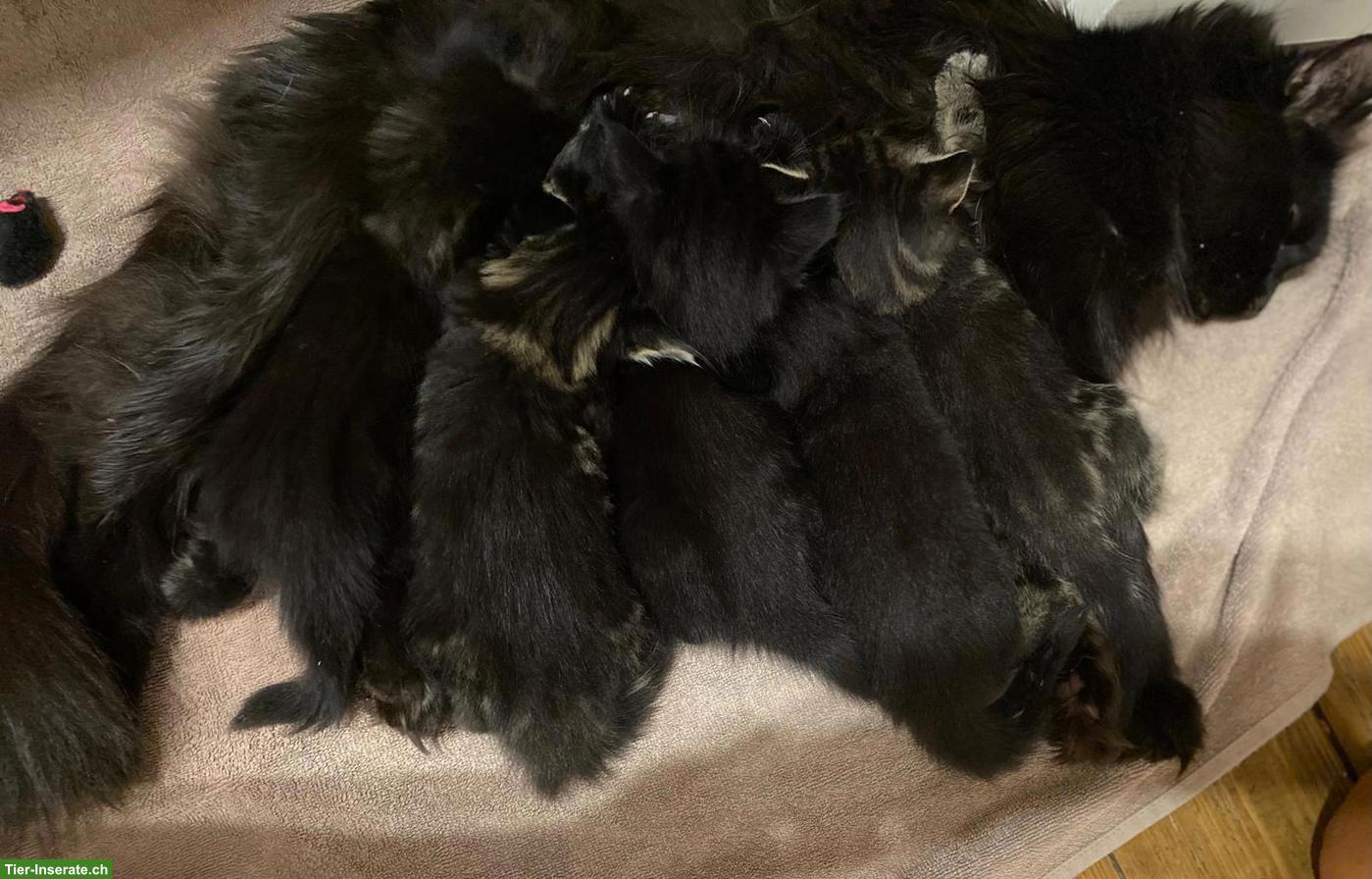 Bild 6: Liebevolle Maine Coon Mix Kätzchen