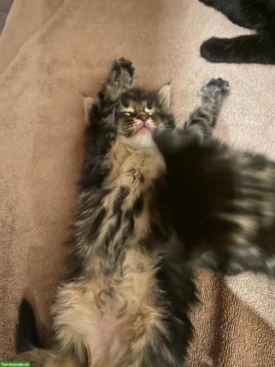 Bild 7: Liebevolle Maine Coon Mix Kätzchen