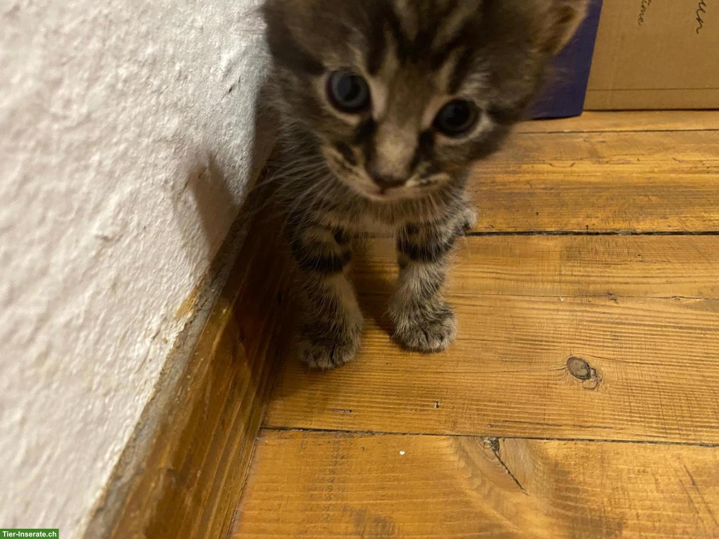 Bild 8: Liebevolle Maine Coon Mix Kätzchen