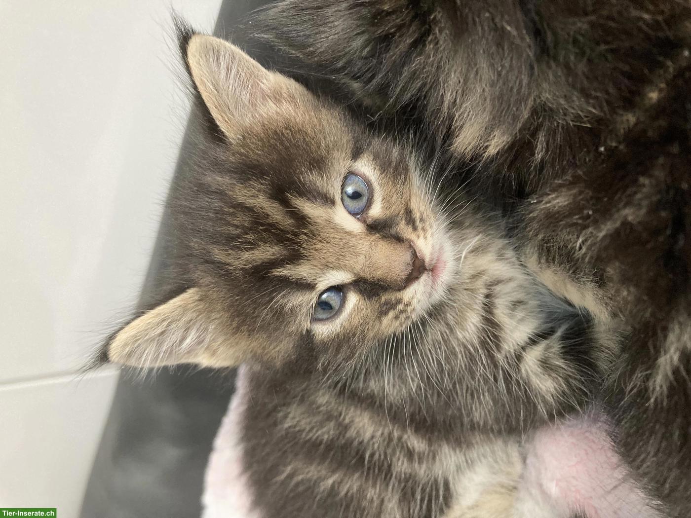 Bild 9: Liebevolle Maine Coon Mix Kätzchen