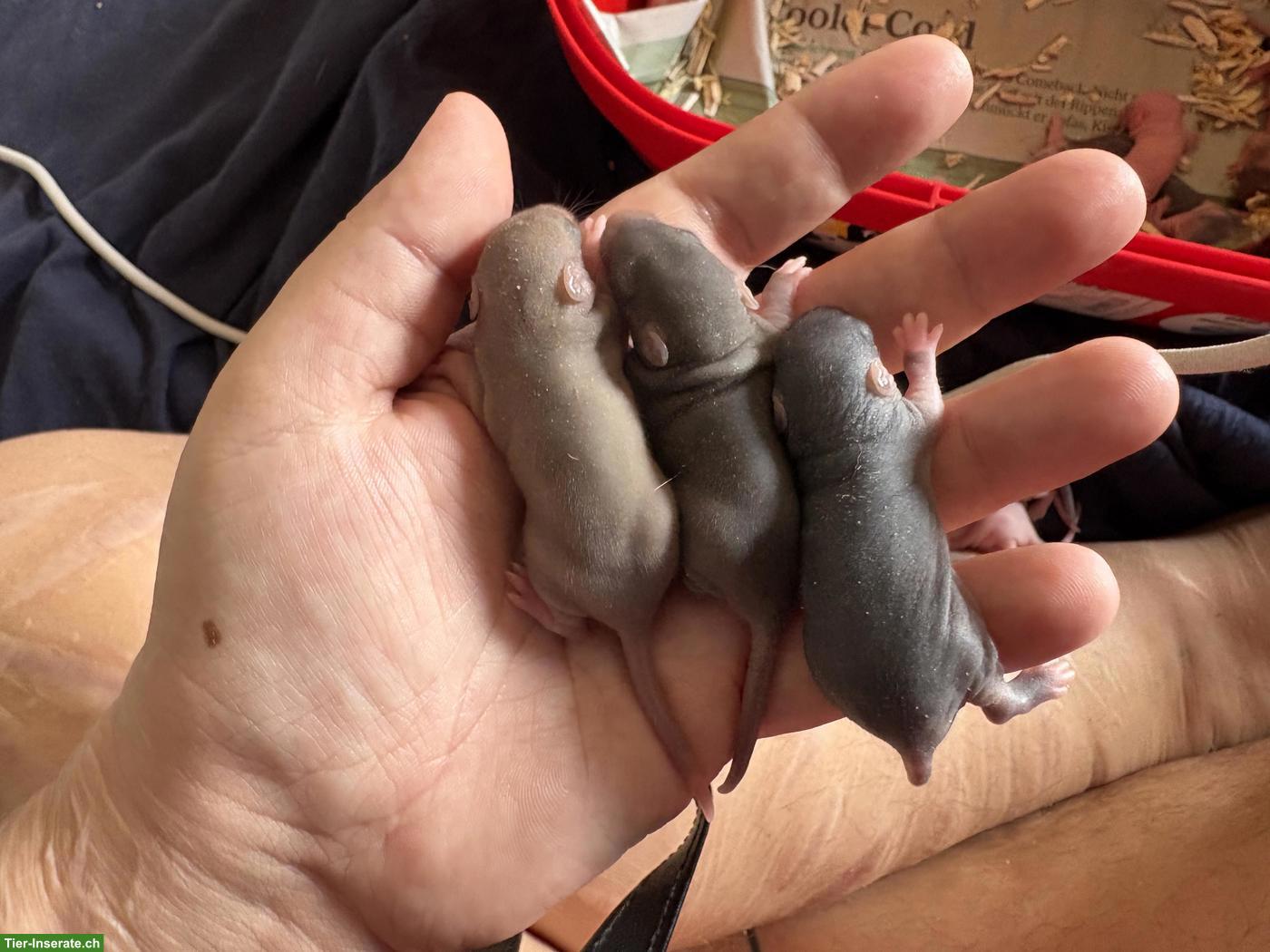 8 süsse Rattenbabys suchen Zuhause