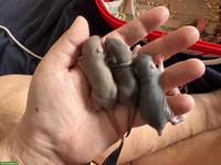8 süsse Rattenbabys suchen Zuhause